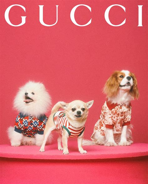 prijs gucci pet|Gucci pet collection.